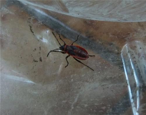 Pyrrhocoris apterus
